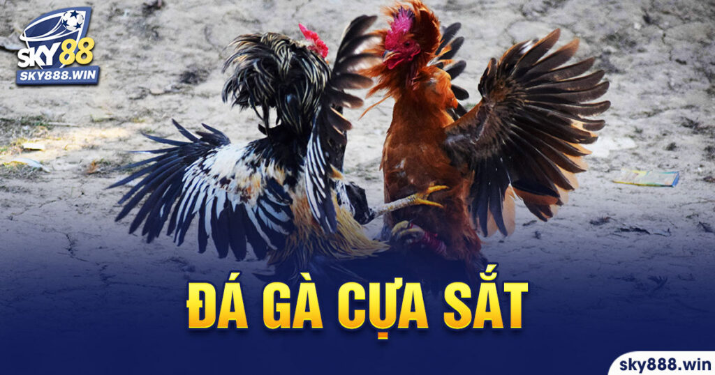 đá gà cựa sắt sky88