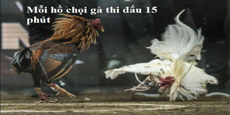 Mỗi hồ gà đá sẽ chiến đấu 15 phút sau đó nghỉ 5 phút