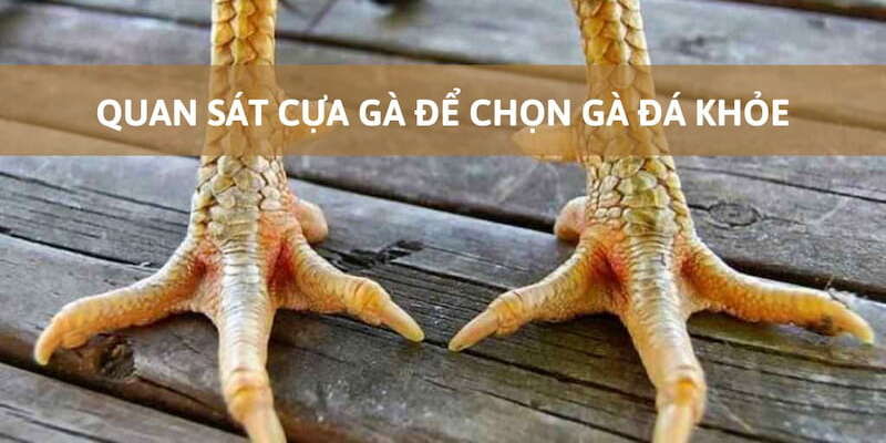 Quan sát cựa để chọn được kê chiến dũng mãnh